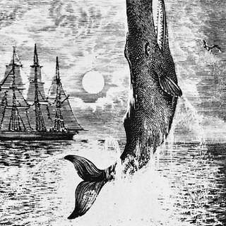 Copertina Herman Melville e Moby Dick