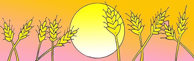 Immagine di una fila di spighe di grano (Per leggerne la descrizione proseguire nel link). Una fila di spighe e dietro il disco solare giallo.