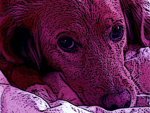 Immagine di Gigi Randall in primo piano (Per leggerne la descrizione proseguire nel link). Il muso del cane con sguardo vigile.