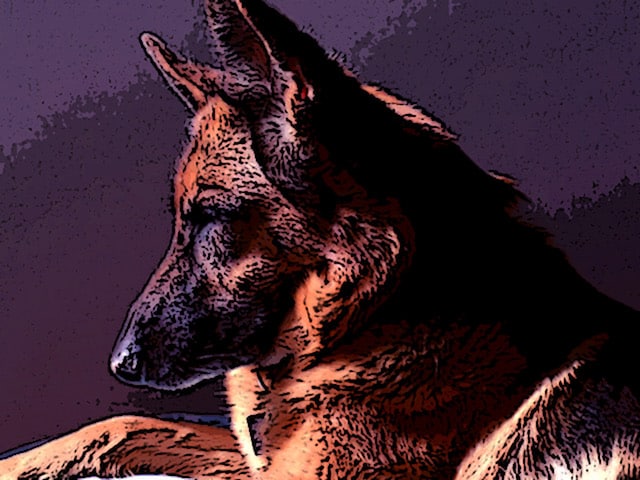 Immagine di Slalom (Per leggerne la descrizione proseguire nel link). Il busto del cane di profilo. 
