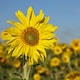 Vai a "I colori di un campo di girasoli"