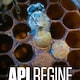 Api regine