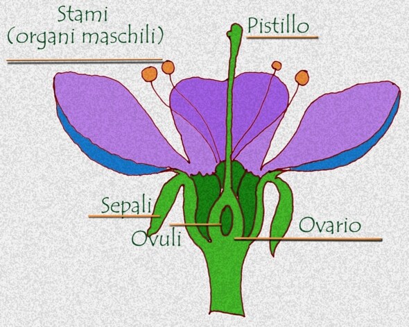 Immagine dello schema di un fiore. (Per leggerne la descrizione proseguire nel link). Disegno di un fiore in cui si vedono i petali, gli stami, il pistillo e l'ovario. Per saperne di più, vai al Laboratorio di Astonotus!