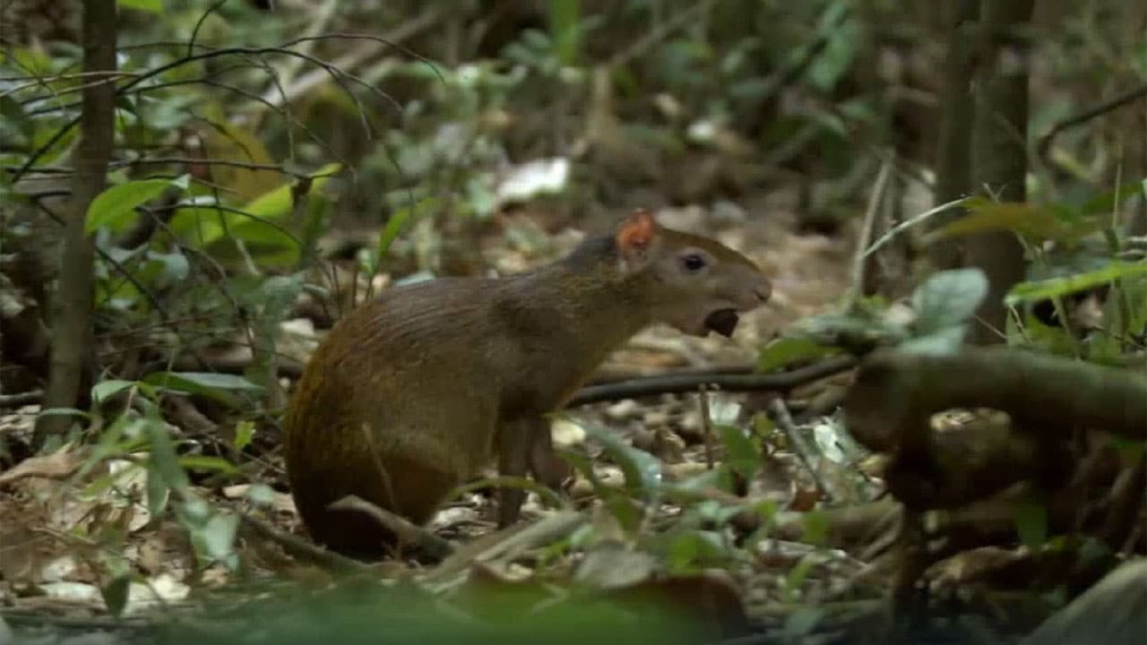 Rai 5 I meccanismi della natura - E1