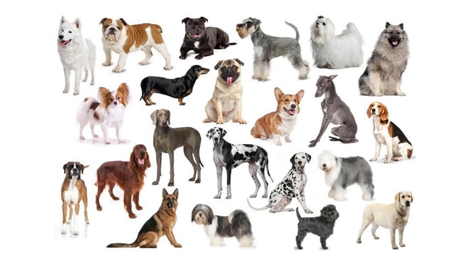 Какие породы домашних. Разные собаки. Всех видов собак. Разные породы собак. Породы маленьких и средних собак.