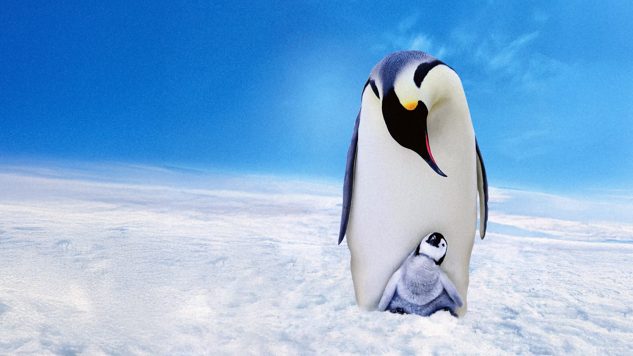 Rai 5 Pinguini Una spia nel gruppo - S1E2 - Primi passi