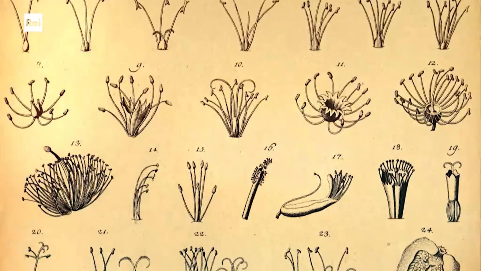 Rai 5 Casa Sapiens. Lunga vita alle piante ep.8