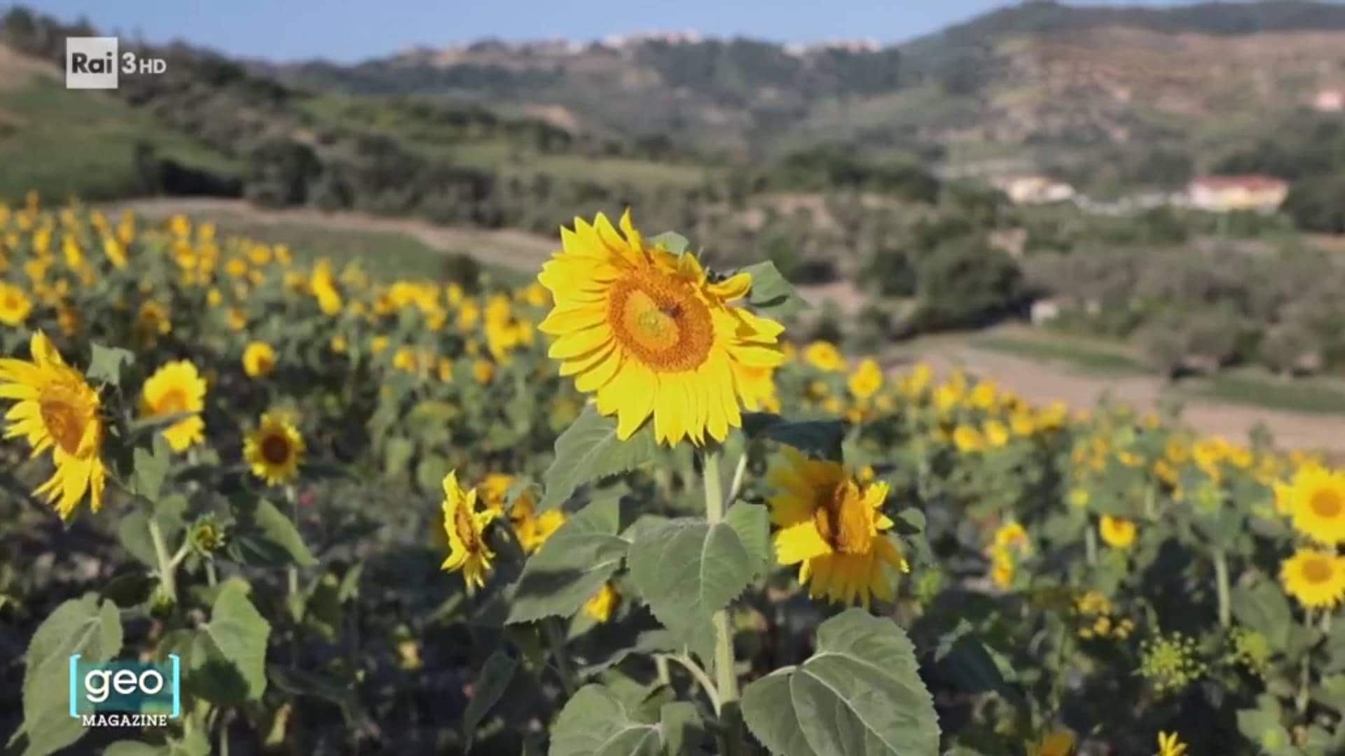 Rai 5 Geo Magazine del 07/08/2025