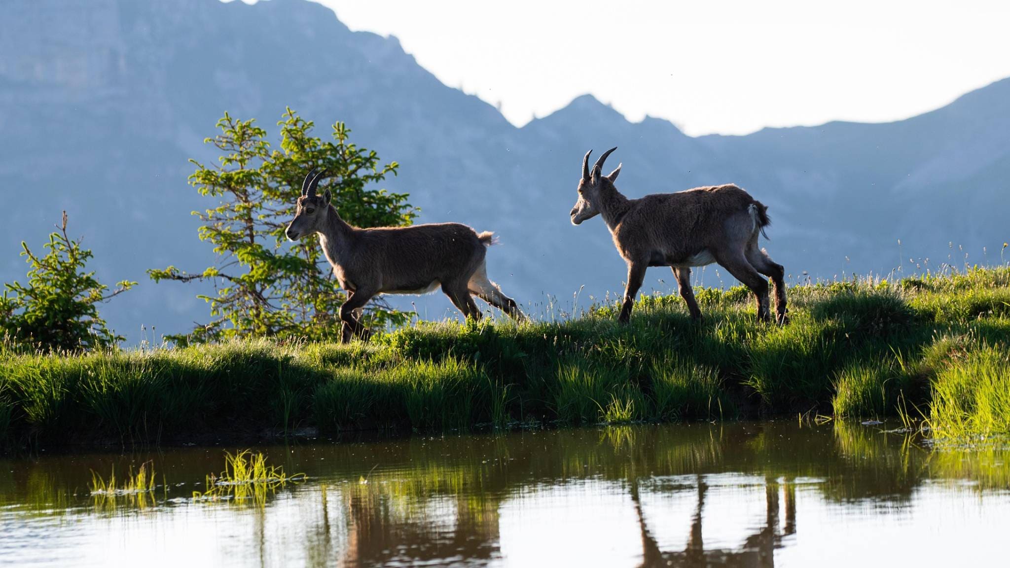 Rai 5 Evolution - Un Anno Di Amore Selvaggio