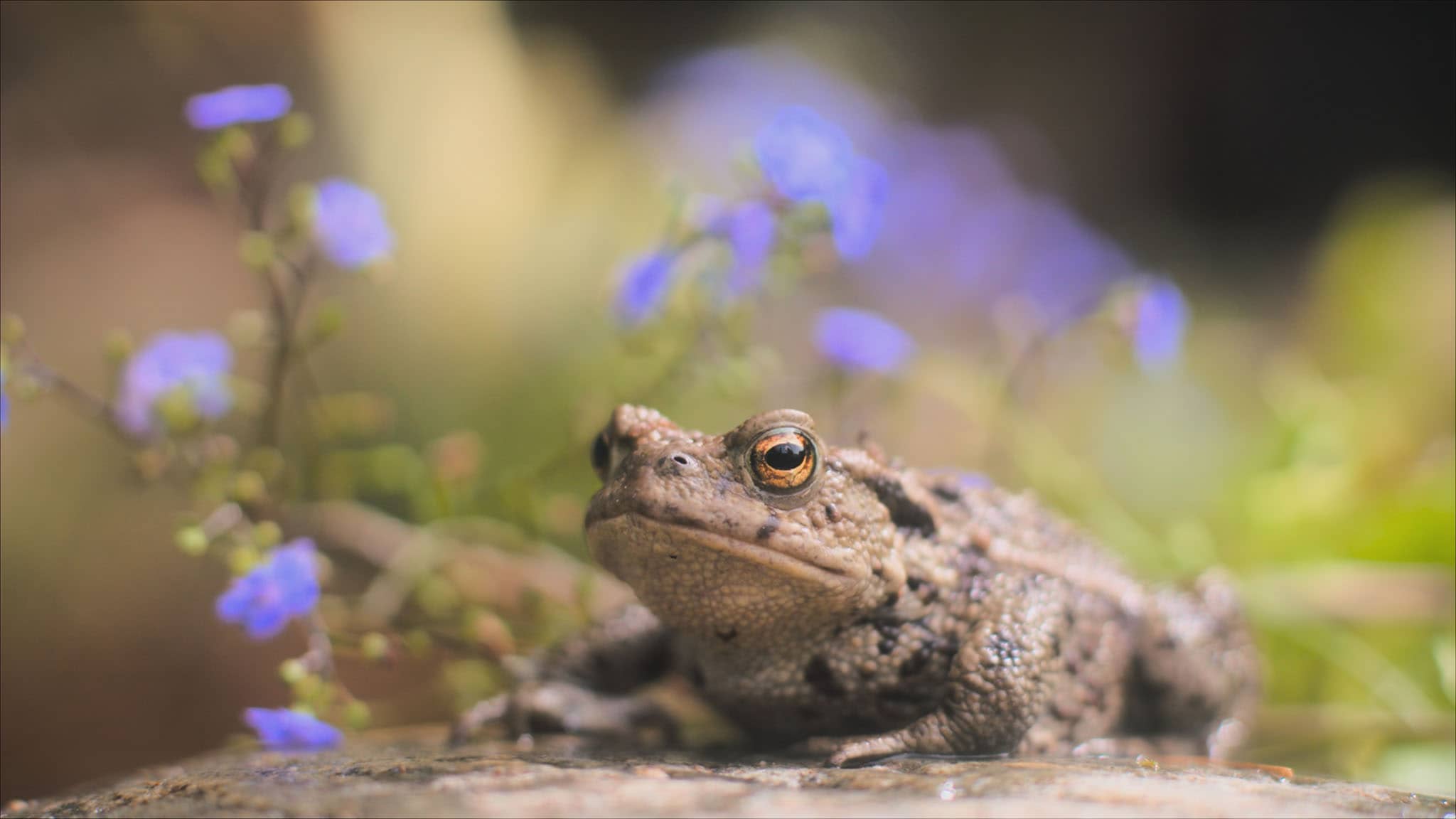 Rai Yoyo Olga da Polga - S1E2 - Olga in azione