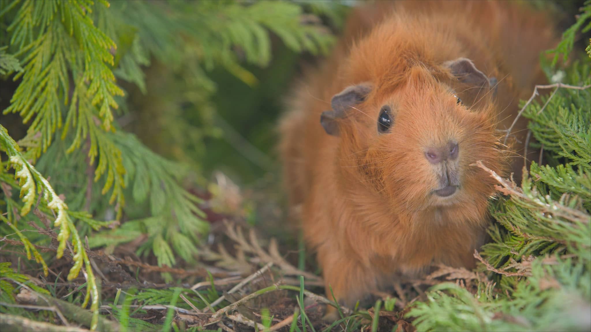 Rai Yoyo Olga da Polga - S1E5 - La giornata no di Olga