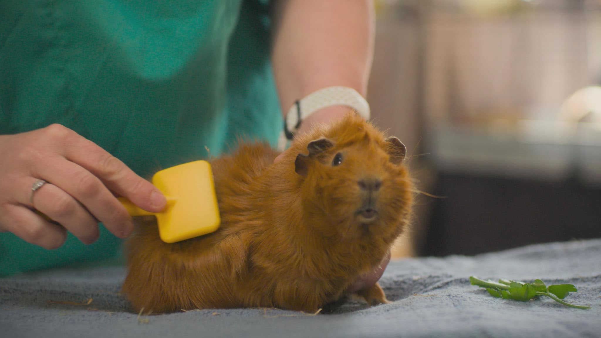 Rai Yoyo Olga da Polga - S1E13 - Il 'Sapete dove'