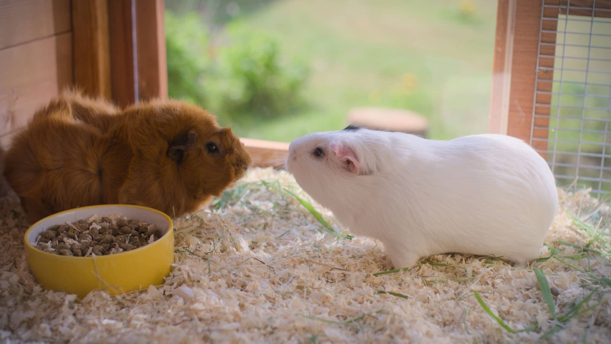 Rai Yoyo Olga da Polga - S1E14 - La nuova coinquilina di Olga