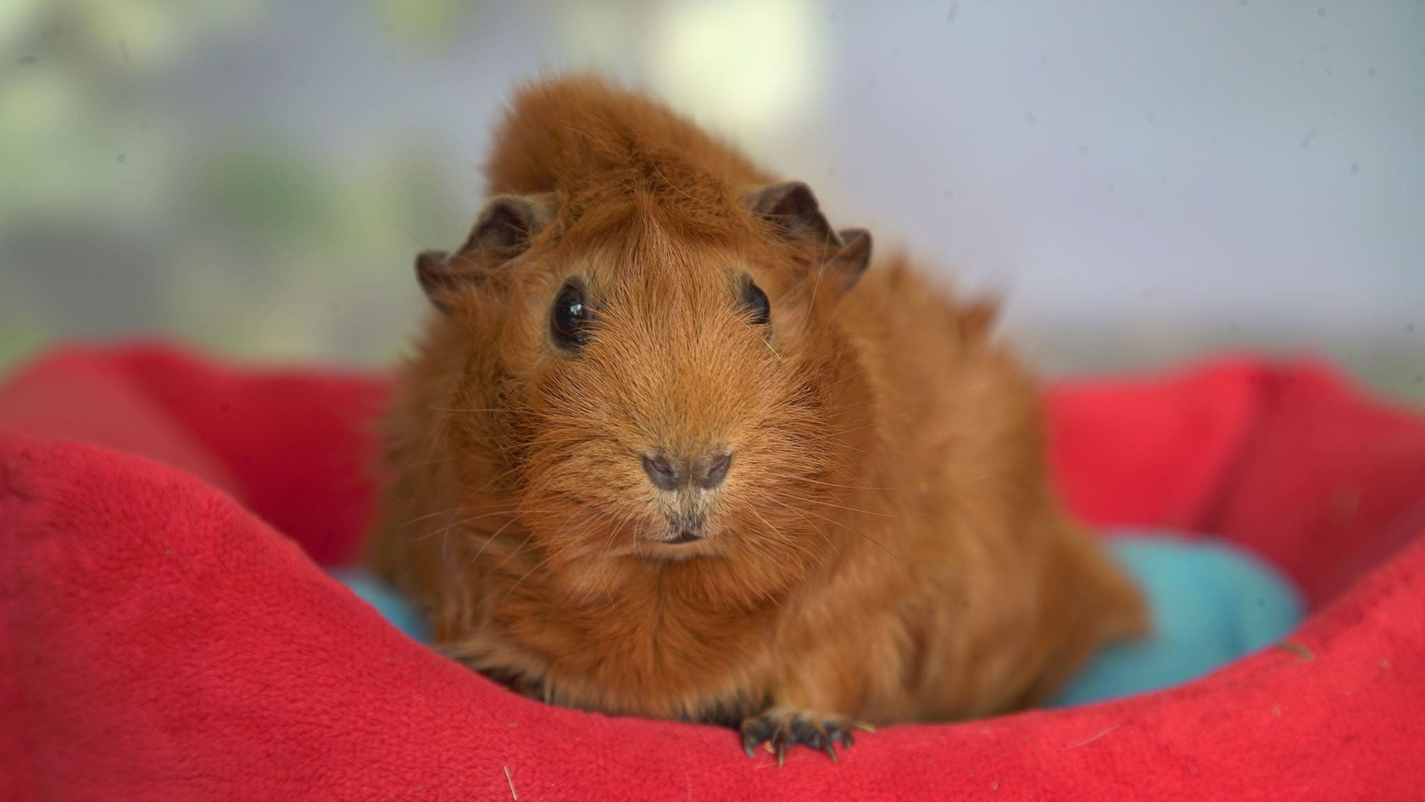 Rai Yoyo Olga da Polga - S1E28 - Il compleanno di Olga