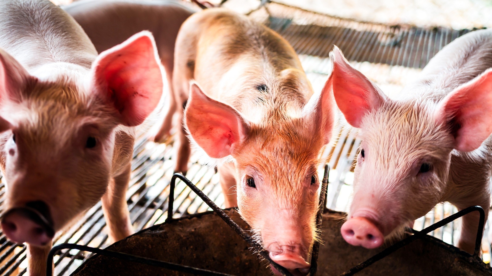 Rai 5 Maialini straordinari