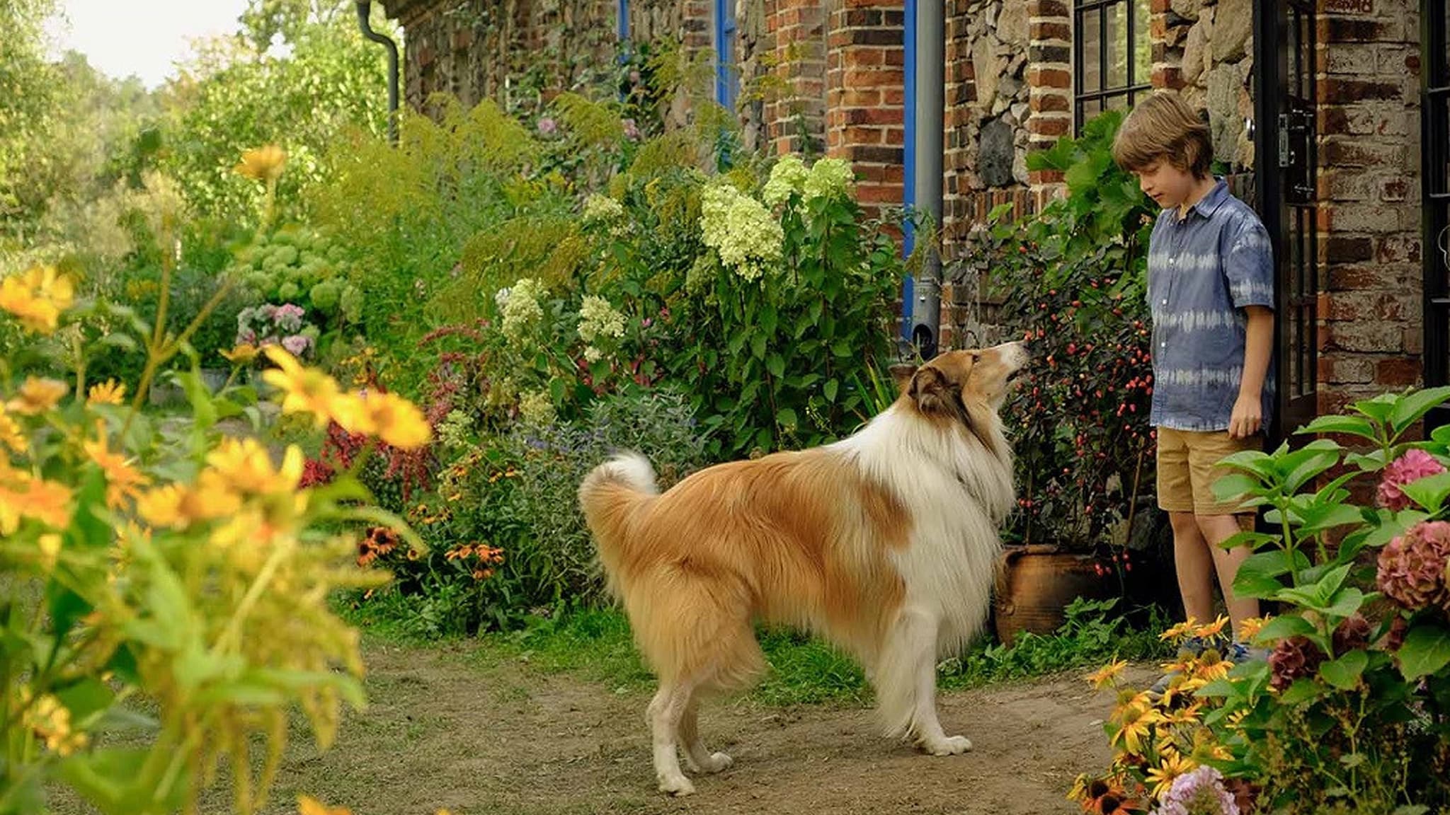 Rai 1 Lassie - Una nuova avventura