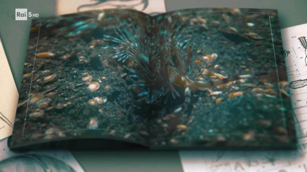 Rai 5 Evolution S462