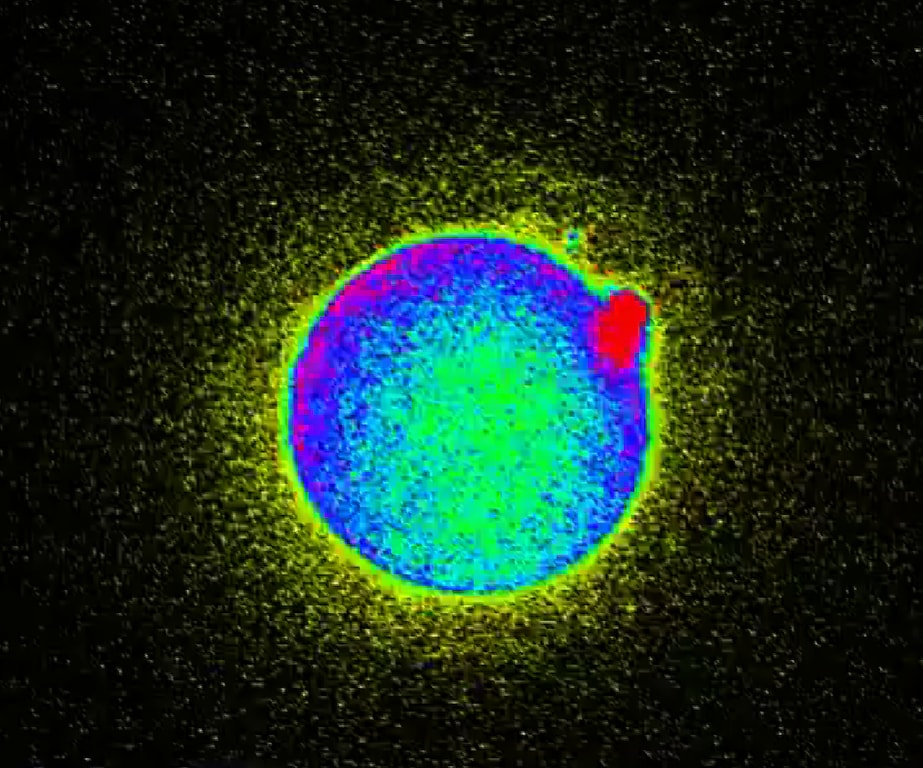 Zinc Sparks in Human Egg video Rai News