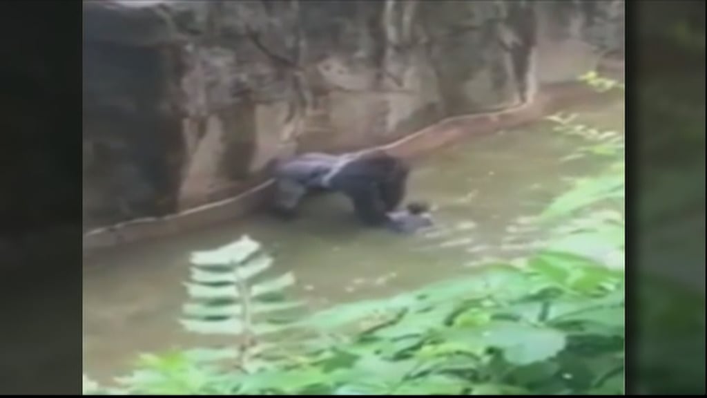 Bambino Cade Nella Gabbia Del Gorilla 1996