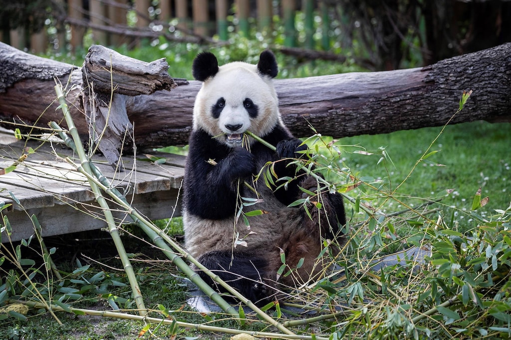 Di Quelli Di Bambù Si Nutre Il Panda