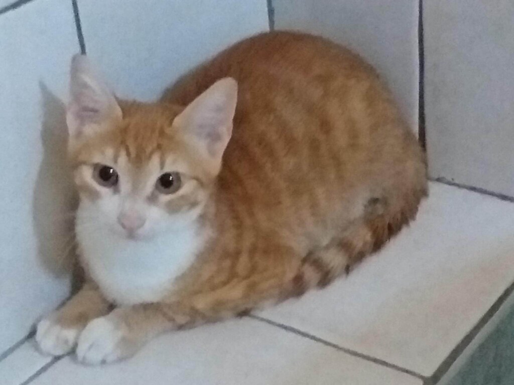 La Storia A Lieto Fine Di Pupi Il Gatto Sbarcato Insieme A Un Migrante 