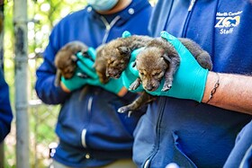 Cuccioli di lupo rosso nati in Nord Carolina, specie a rischio estremo - photogallery - Rai News